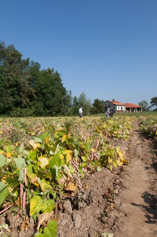 Cranberry Beans - Italy
